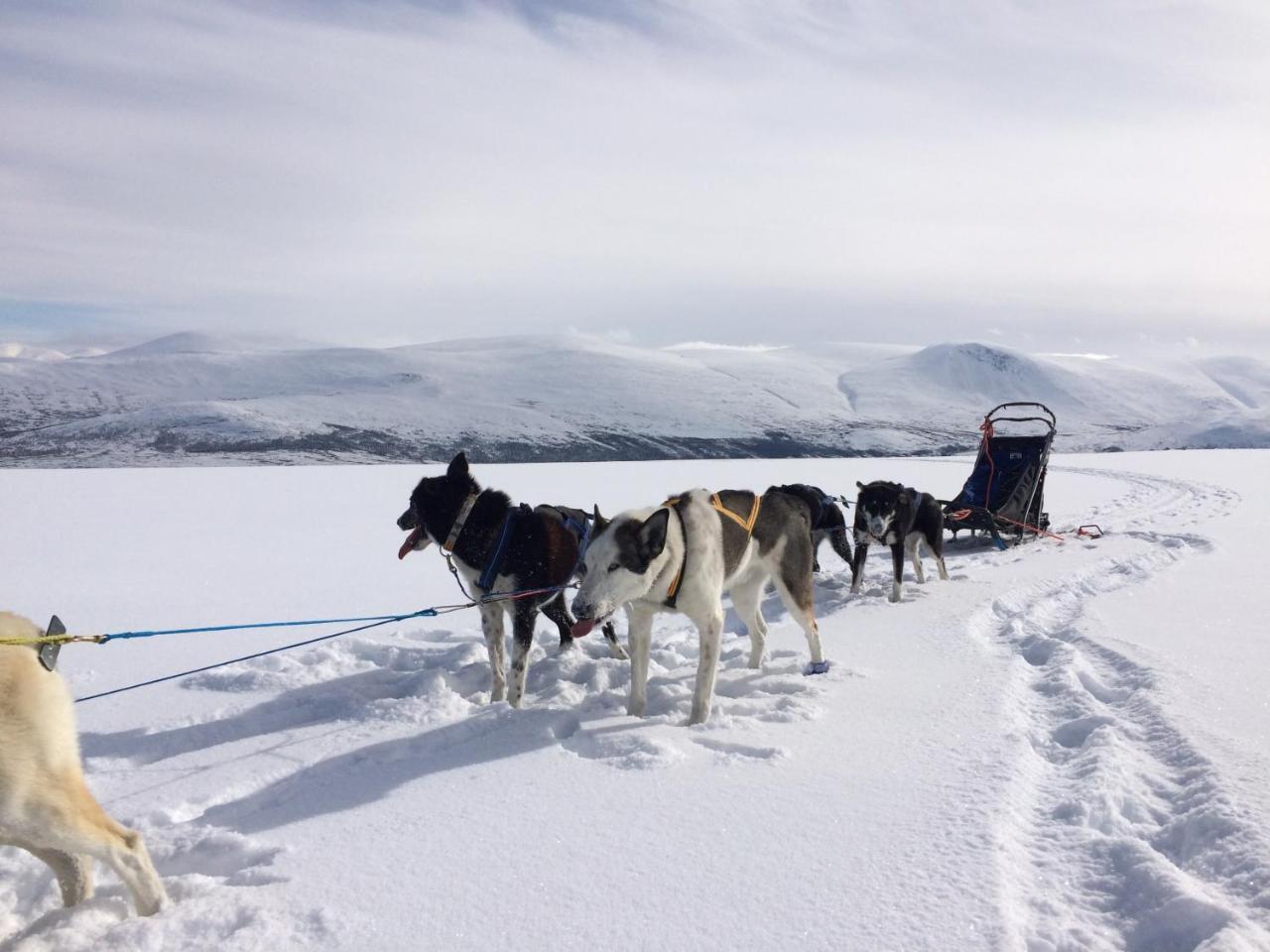 Jotunheimen Husky Lodge Randsverk Εξωτερικό φωτογραφία